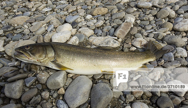 Stierforelle  Saibling (Salvelinus confluentus)  Fang eines Anglers  Kiesbank  oberer Liard River Fluss  Yukon Territory  Kanada