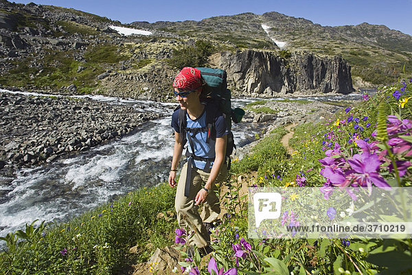 Young woman hiking  backpacking  hiker with backpack  blooming alpine flowers  historic Chilkoot Pass  Chilkoot Trail  creek behind  alpine tundra  Yukon Territory  British Columbia  B. C.  Canada