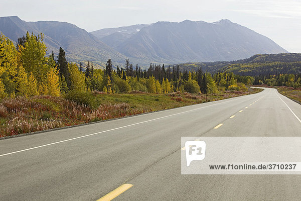 Indian Summer entlang Haines Road  Blätter in Herbstfarben  Kluane Nationalpark und Reservat  Yukon Territory  Kanada