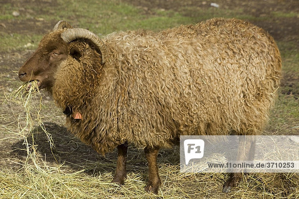 Isländisches Schaf  rötlicher Schafbock  kaut Heu auf einem Bio-Bauernhof