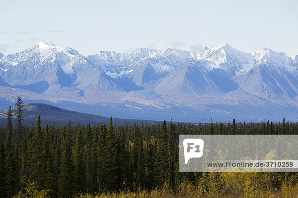 Indian Summer am Alaska Highway  Blätter in Herbstfarben  St. Elias Mountains dahinter  Kluane Nationalpark und Reservat  Yukon Territory  Kanada