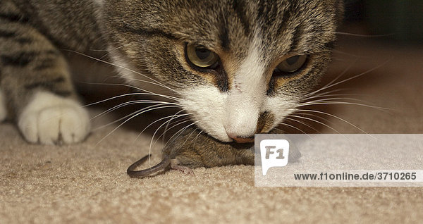 Hauskatze (Felis catus) fängt  spielt mit  frisst Hausmaus (Mus musculus)