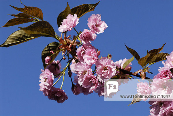 Blühender Blutpflaumenbaum (Prunus cerasifera)
