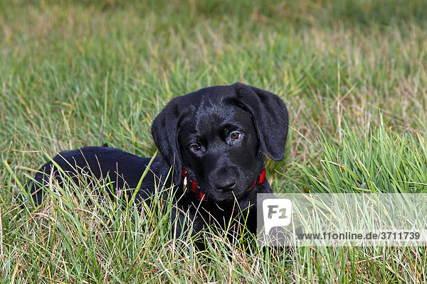 Schwarzer Labrador Retriever Welpe  10 Wochen  Rüde