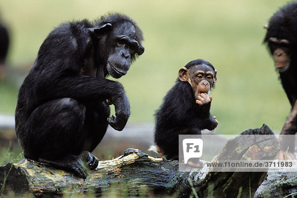 Schimpansen (Pan troglodytes) mit Kind  Afrika