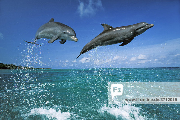 Delfine  Große Tümmler (Tursiops truncatus) springen  Karibik  Mittelamerika