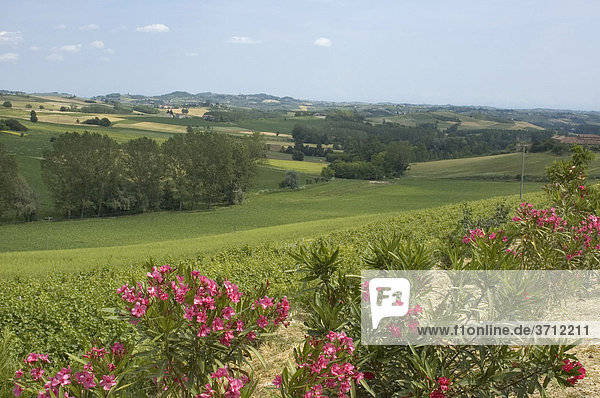 Weinfelder bei Alfiano Natta am Castello Razzano nördlich von Asti im Piemont Piemonte Italien