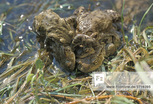 Mehrere Erdkröten ( bufo bufo ) bei der Paarung im Wasser Bayern Deutschland