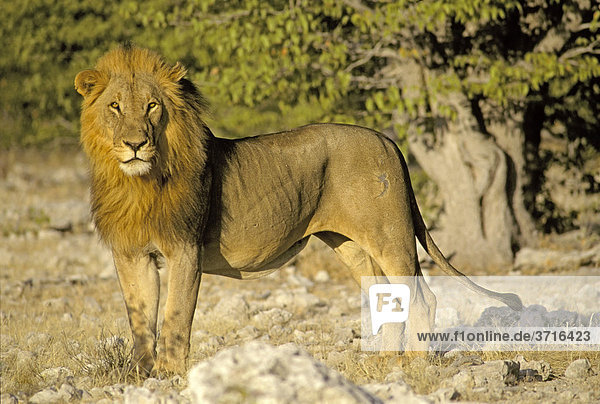 Stehender männlicher Löwe ( Panthera leo ) Etosha Nationalpark Namibia