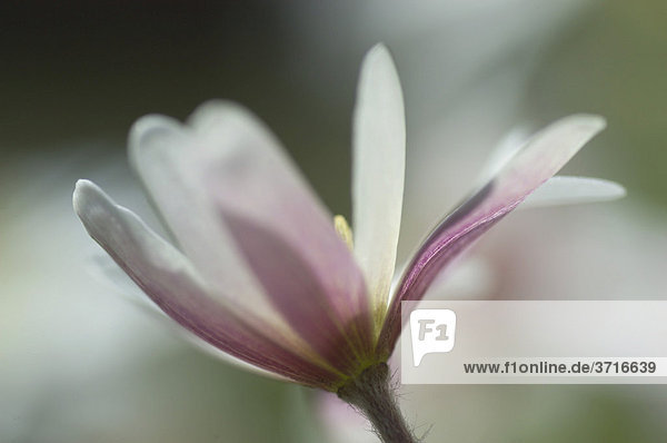 Spring Anemone blanda anemone bloom