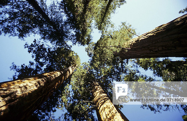 Sequoia trees at Mariposa Grove  Giant Trees National Park  California  USA
