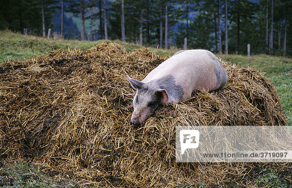Glückliches Schwein liegt auf einem Misthaufen bei Grindelwald  Schweiz