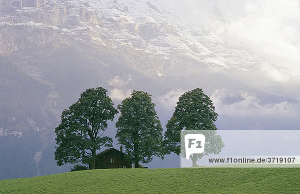 Haus unter großen Bäumen in Grindelwald  Schweiz