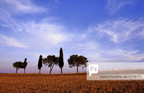 Einsame Baumgruppe hinter einem abgeernteten Getreidefeld nahe Montalcino in der Toskana Italien