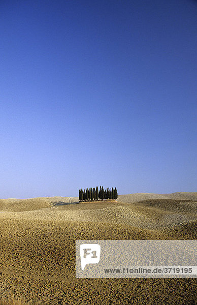 Einsame Baumgruppe hinter einem abgeernteten Feld nahe Montalcino in der Toskana Italien