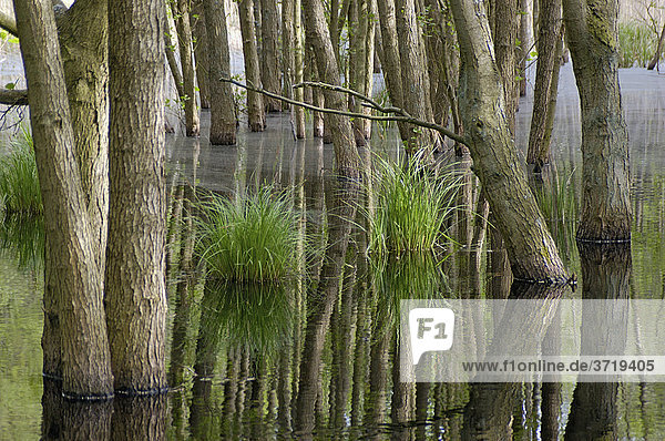 Swamp in the woods of National Park Vorpommersche Boddenlandschaft Germany
