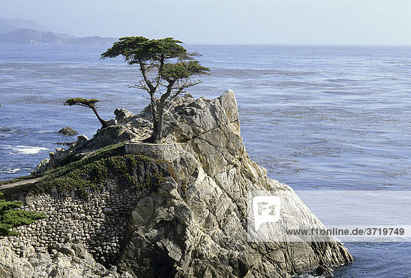 Lone pine near Monterey  California  USA