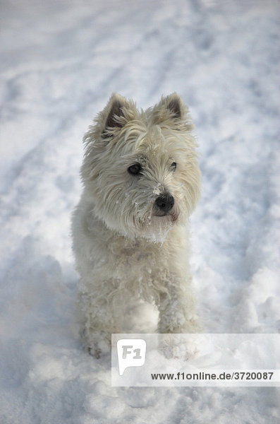 West Highland White Terrier steht im Schnee