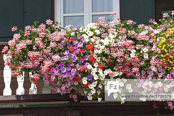 Blumengeschmückter Balkon am Stiedlbauer in Saalfelden am Steinernen Meer - Salzburger Land - Österreich