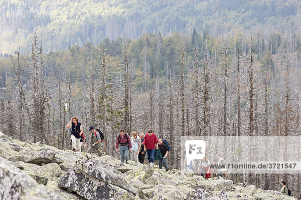 Hikers at Lusen mountain Bavarian Forest National Park Germany