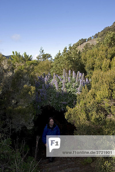 Mirador de El Bailadero in National park Garajonay - Echium acanthocarpum - La Gomera Canary Islands