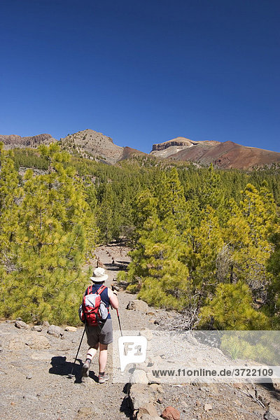 Hiking trail pine forest near Vilaflor Tenerife Canary Islands Spain