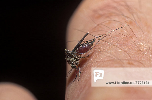 Stechmücke Aedes vexans auf Finger Blut saugend Bayern