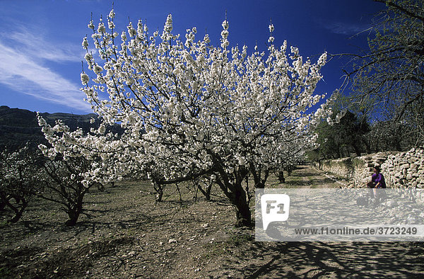 Mallorca Serra de Tramuntana - blooming cherry trees