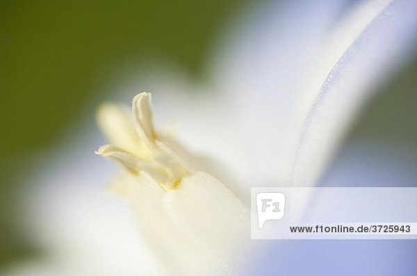 Blaustern (Scilla)  Blütendetail
