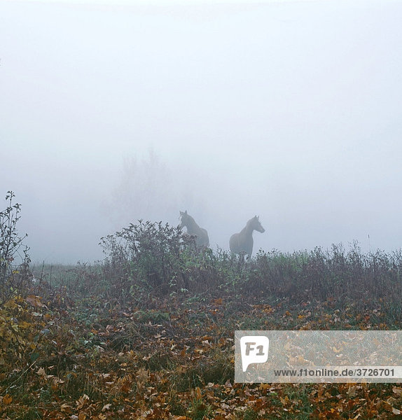 Two horses in the fog  Waterloo  Quebec  Canada