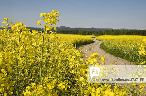 Feldweg durch blühendes gelbes Rapsfeld  Kurort Gohrisch  Sächsische Schweiz  Elbsandsteingebirge  Sachsen  Deutschland
