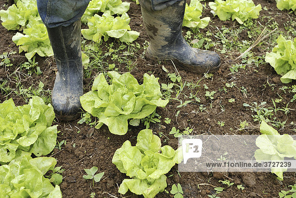 Farmer with rubber boots in a lettuce bed  organic farming  Petropolis  Rio de Janeiro  Brazil  South America