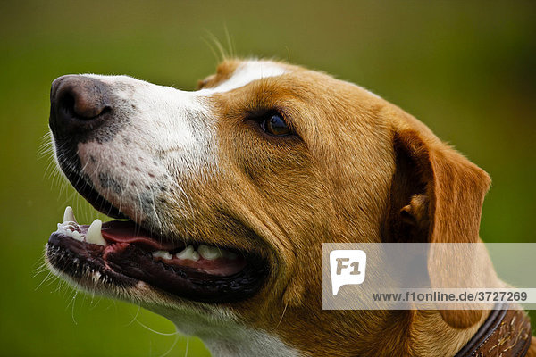 Portrait von einem Mischlingshund