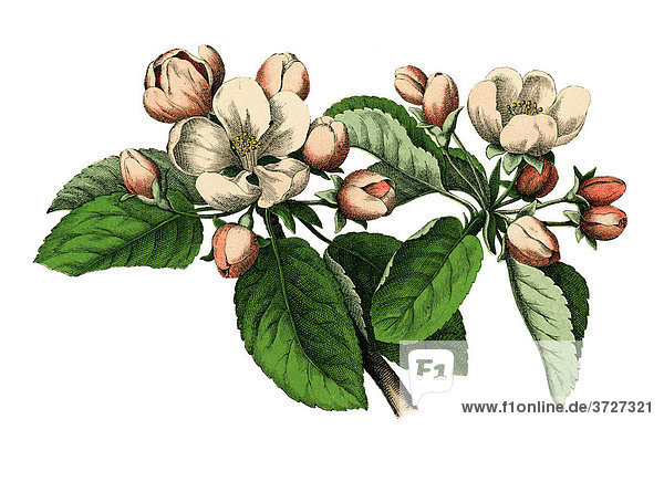 Apfelblüten  historische Illustration aus: Moritz Willkomm: Naturgeschichte des Pflanzenreichs  4. Aufl. 1887  Tafel 25  Nr. 9