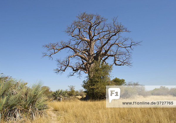 Affenbrotbaum (Adansonia digitata) im Mahango Game Reserve  Namibia  Afrika