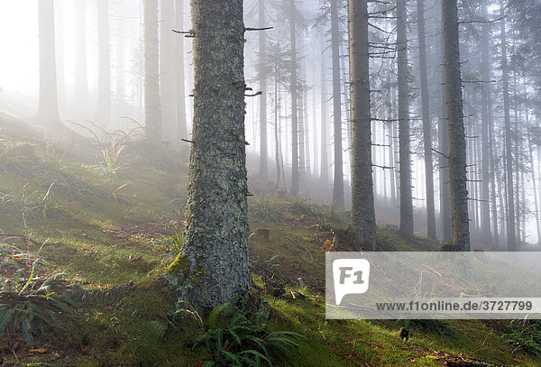 Nebelstimmung im Wald  Kaiserau  Admont  Steiermark  Österreich