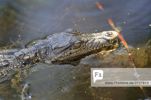 Junges Krokodil (Crocodylus niloticus) in der Nguma Lagune am Okawango  Botswana  Afrika