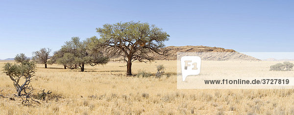 Akazien an der Strecke nach Groß Tinkas im Namib-Naukluft-Nationalpark  Namibia  Afrika