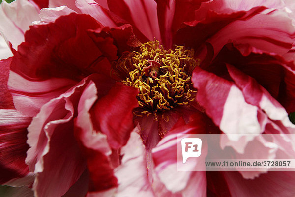 Rote Pfingstrosenblüte (Paeonia)