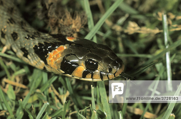 Ringelnatter (Natrix natrix)  östliche Art  mit orangegelben Kopfflecke  Hortobagy  Puszta  Ungarn