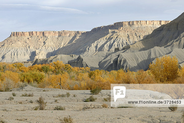 Herbstlich verfärbte Bäume am Sandy Creek und graue Sandstein-Formation vor Caineville am Highway 24  Utah  USA