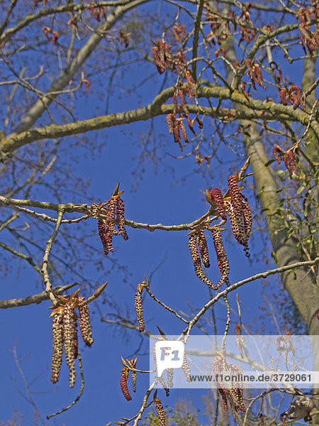 Männliche Kätzchen der Schwarz-Pappel  auch Saarbaum (Populus nigra)  gefährdete Art