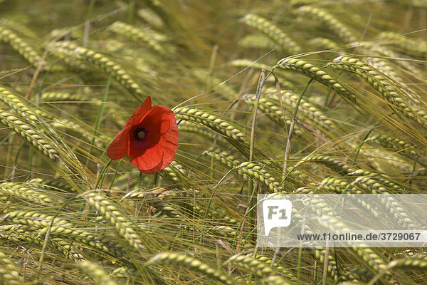 Red Poppy (Papaver rhoeas) in a Barley field (Hordeum vulgare)