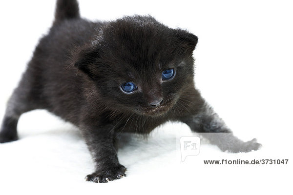 Schwarzes Katzenjunges  Katzenbaby  2 Wochen