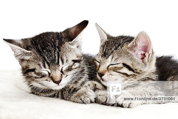 Schlafende Katzenjunge  Katzenbabies  7 Wochen