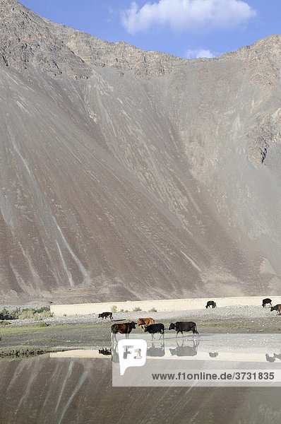 Oase Hundar  Überschwemmungsgebiet des Flusses Shyok vor der Oase  die als Allmendeweide genutzt wird  Nubratal  Ladakh  Jammu und Kashmir  Nordindien  Indien  Asien