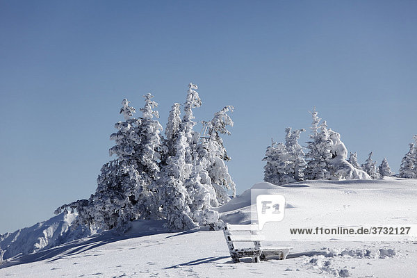 Verschneite Fichten und Bank auf Wank  nahe Garmisch-Partenkirchen  Werdenfelser Land  Oberbayern  Bayern  Deutschland
