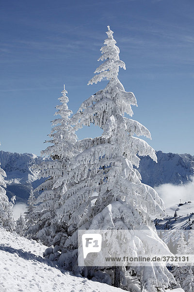 Verschneite Fichten auf Wank  nahe Garmisch-Partenkirchen  Werdenfelser Land  Oberbayern  Bayern  Deutschland