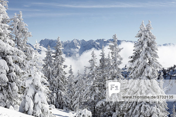 Winterlandschaft auf Wank nahe Garmisch-Partenkirchen  hinten Wettersteingebirge  Werdenfelser Land  Oberbayern  Bayern  Deutschland