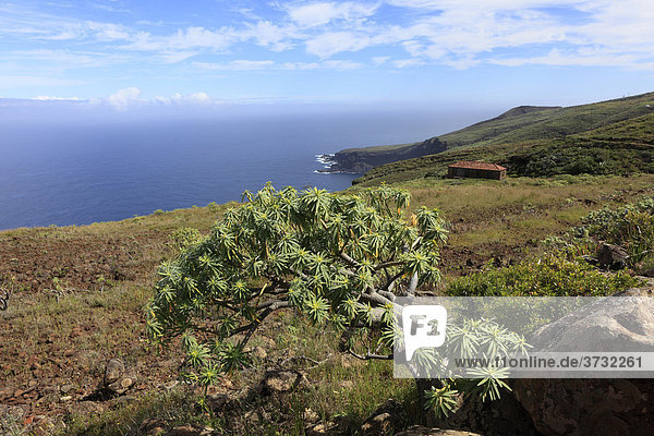 Wolfsmilch-Strauch (Euphorbia) am Lomo Salvatierra bei Garafia  La Palma  Kanaren  Kanarische Inseln  Spanien  Europa